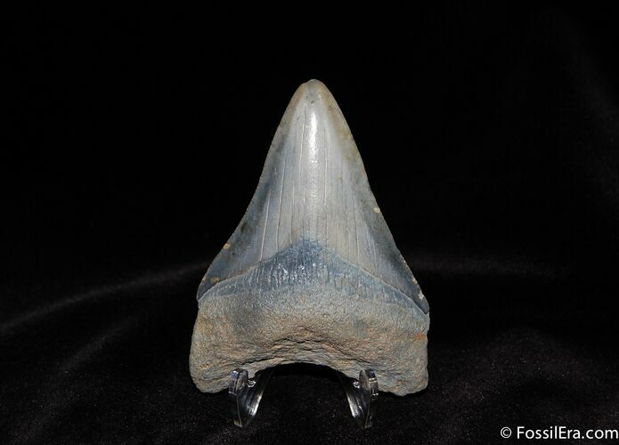 Beautifully Color Megalodon Tooth About Inches #118